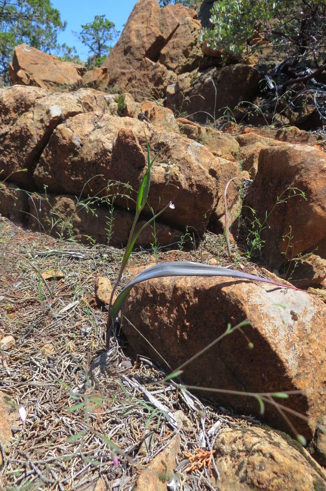 Calochortus raichei Farwig & V. Girard resmi