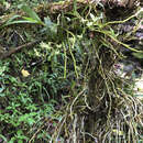 Image of Angraecum pauciramosum Schltr.