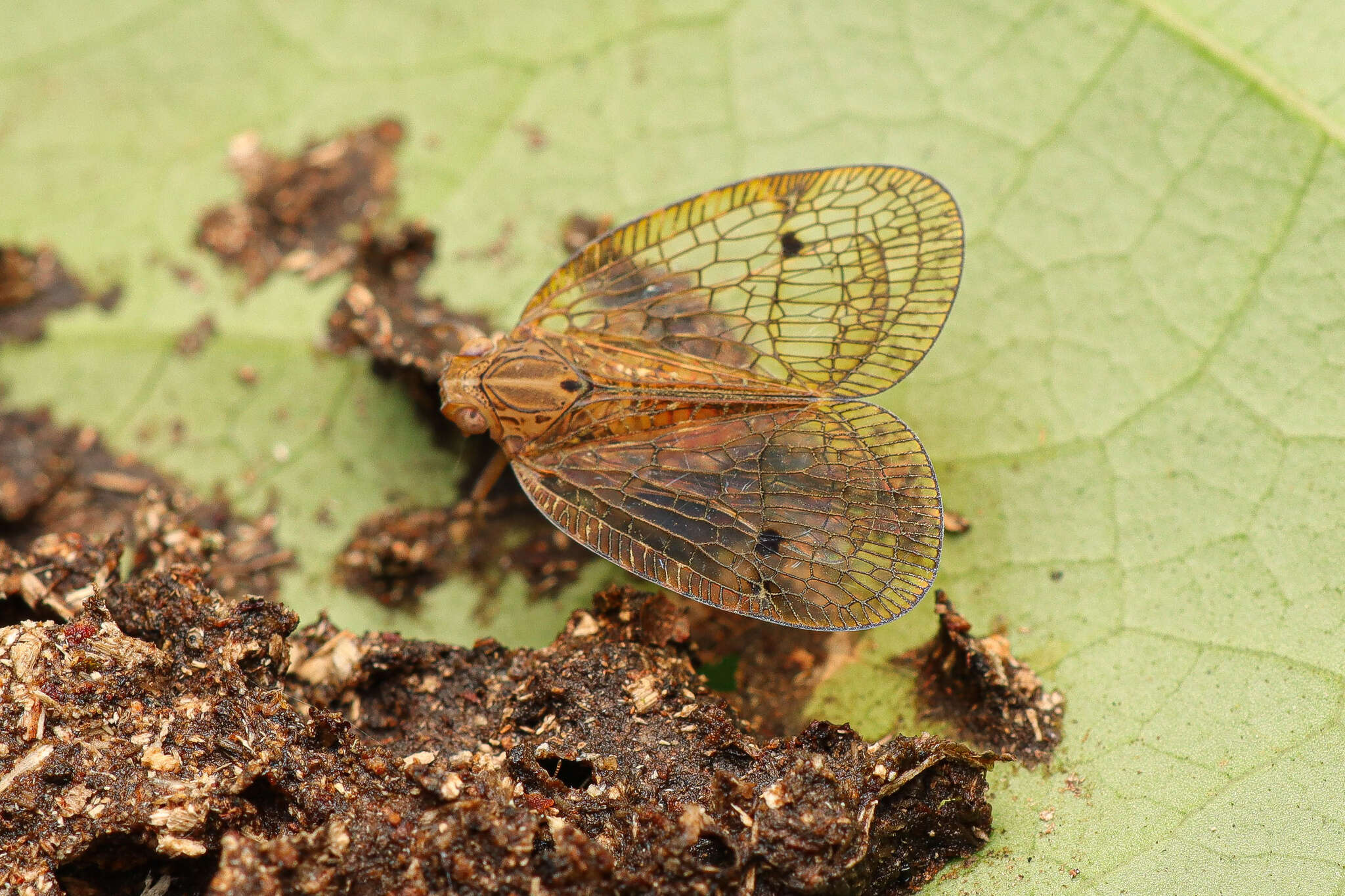 Image of Biolleyana fenestra (Gerstaecker 1895)