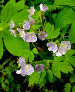 Phacelia bipinnatifida Michx. resmi