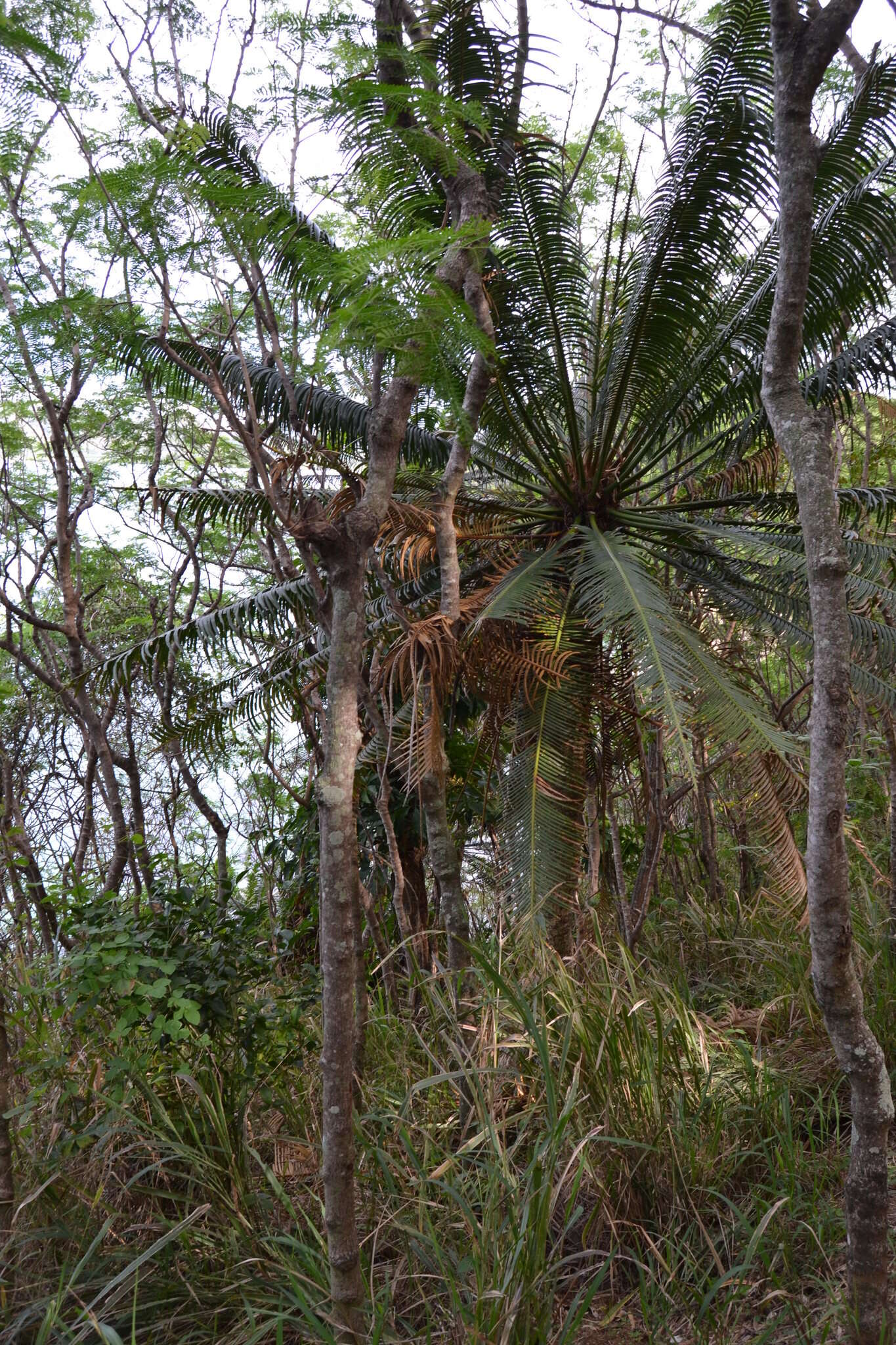 Image of Cycad