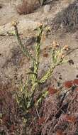 Image de Cylindropuntia bernardina