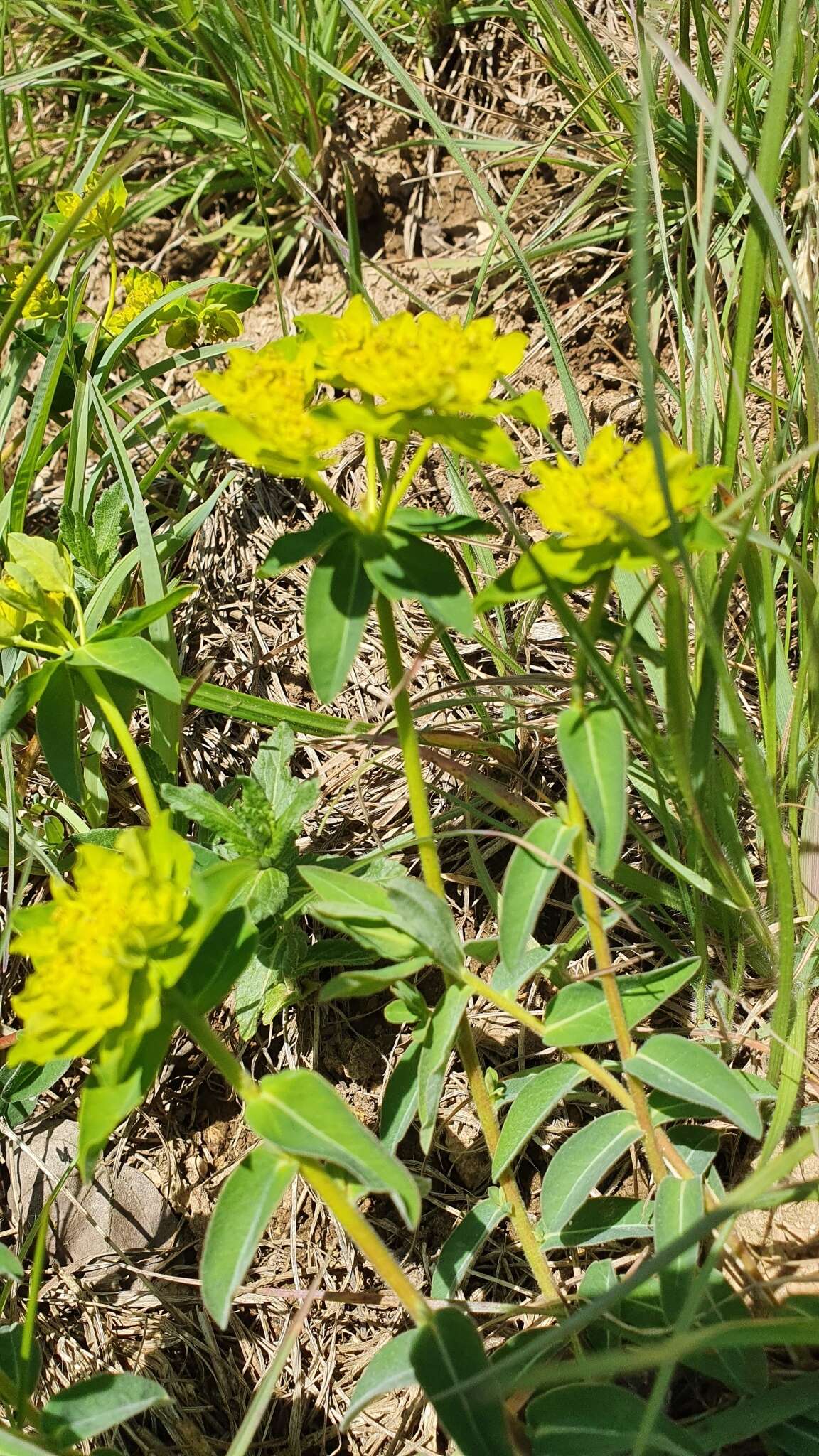 Plancia ëd Euphorbia verrucosa L.