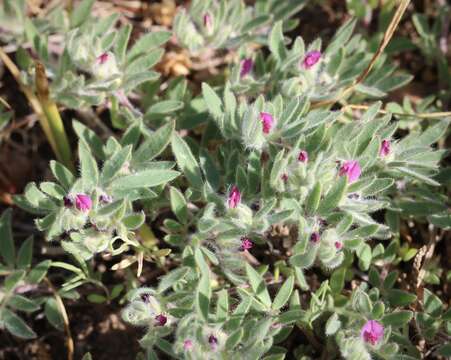 Plancia ëd Acmispon rubriflorus (Sharsm.) D. D. Sokoloff