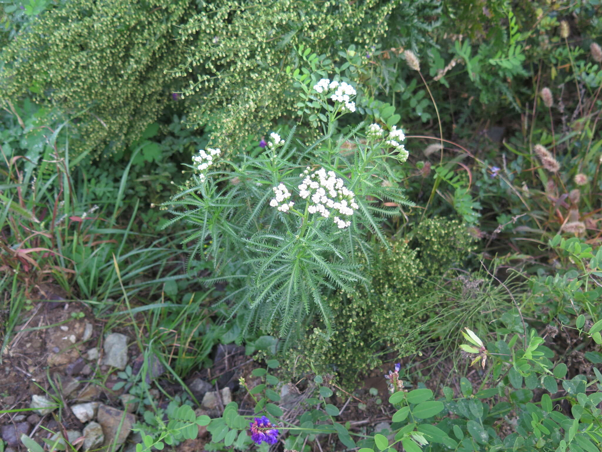 Image of Achillea ptarmicoides Maxim.