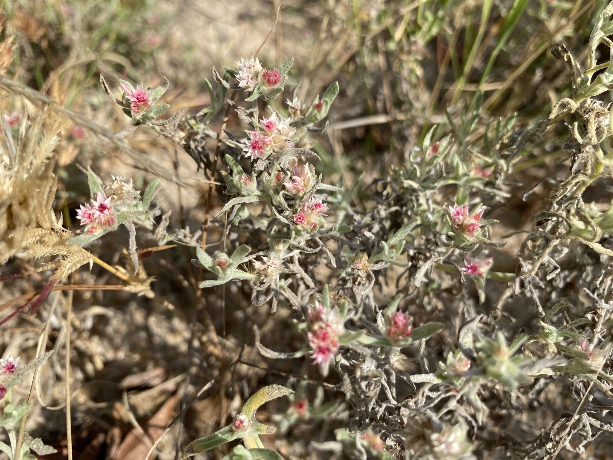 Image of Helichrysum candolleanum Buek