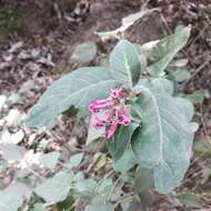 Image of Cestrum roseum Kunth