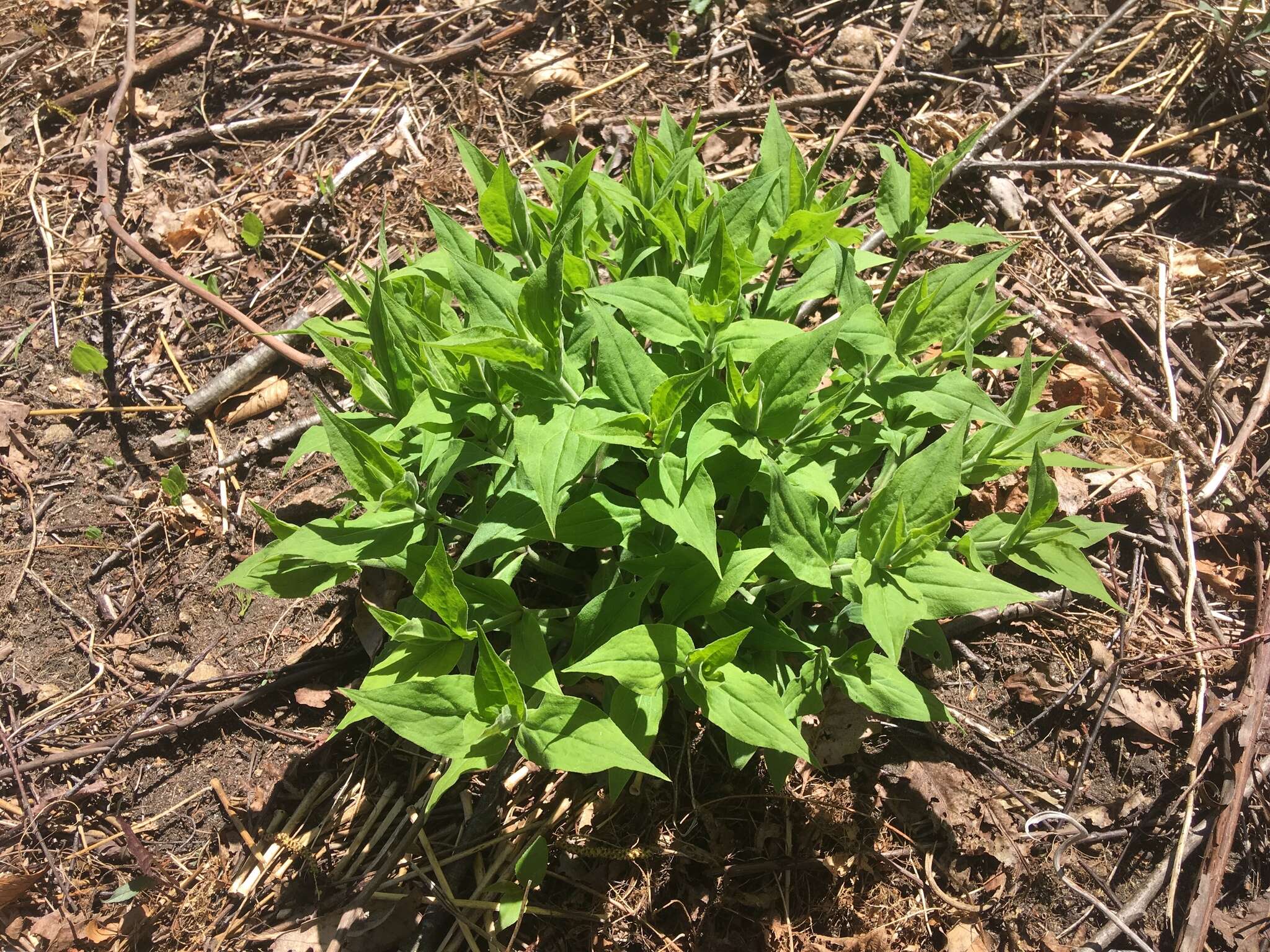 Image of Blue Ridge catchfly