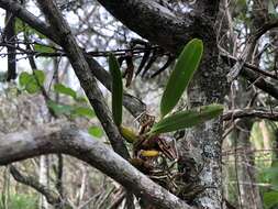 Image of Lily-of-the-valley orchid