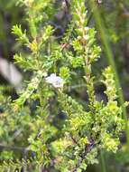 Image of Baeckea diosmifolia Rudge