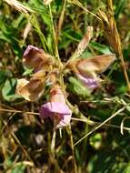 Image of Edwards Plateau hoarypea