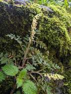 Image of Corydalis ophiocarpa Hook. fil. & Thomson