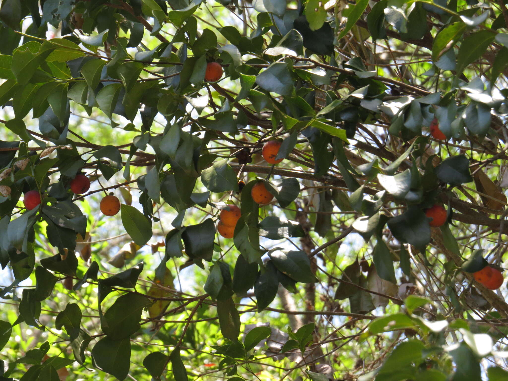 Plancia ëd Diospyros hebecarpa A. Cunn. ex Benth.