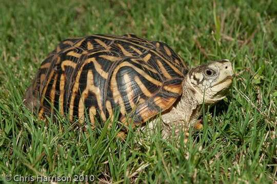 Plancia ëd Terrapene ornata ornata (Agassiz 1857)