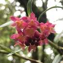 Слика од Epidendrum restrepoanum A. D. Hawkes