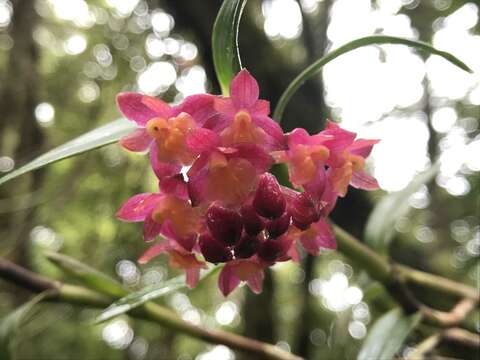 Image of Epidendrum restrepoanum A. D. Hawkes