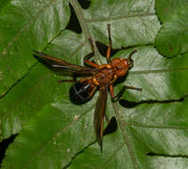 Image of Xenaspis pictipennis (Walker 1849)