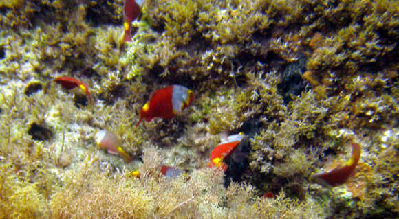 Image of Parrotfish