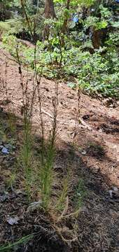 Image of pineneedle toadflax