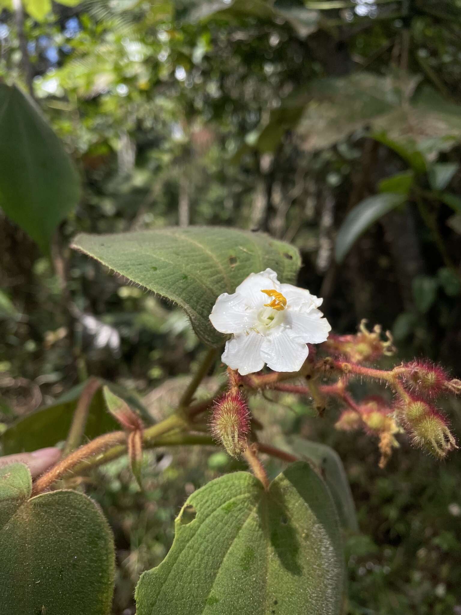 Miconia umbellata (Mill.) Judd & Ionta的圖片