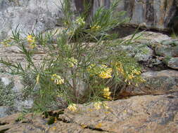 Imagem de Freylinia lanceolata (L. fil.) G. Don