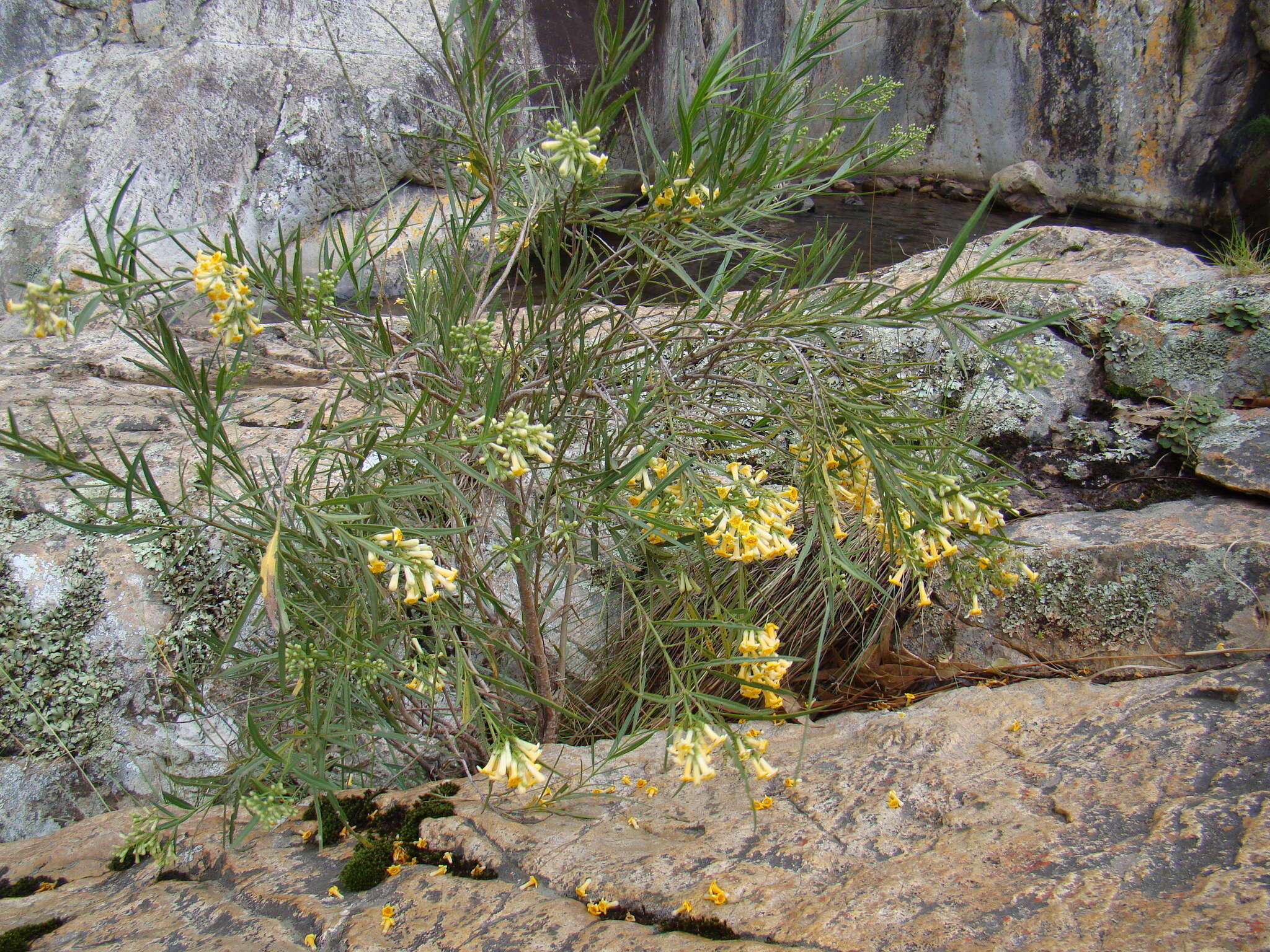 Imagem de Freylinia lanceolata (L. fil.) G. Don