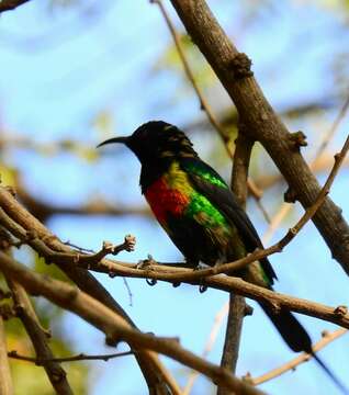 Image of Beautiful Sunbird