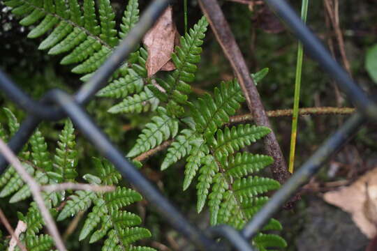 Image of Dryopteris setosa (Thunb. ex Murr.) Akasawa