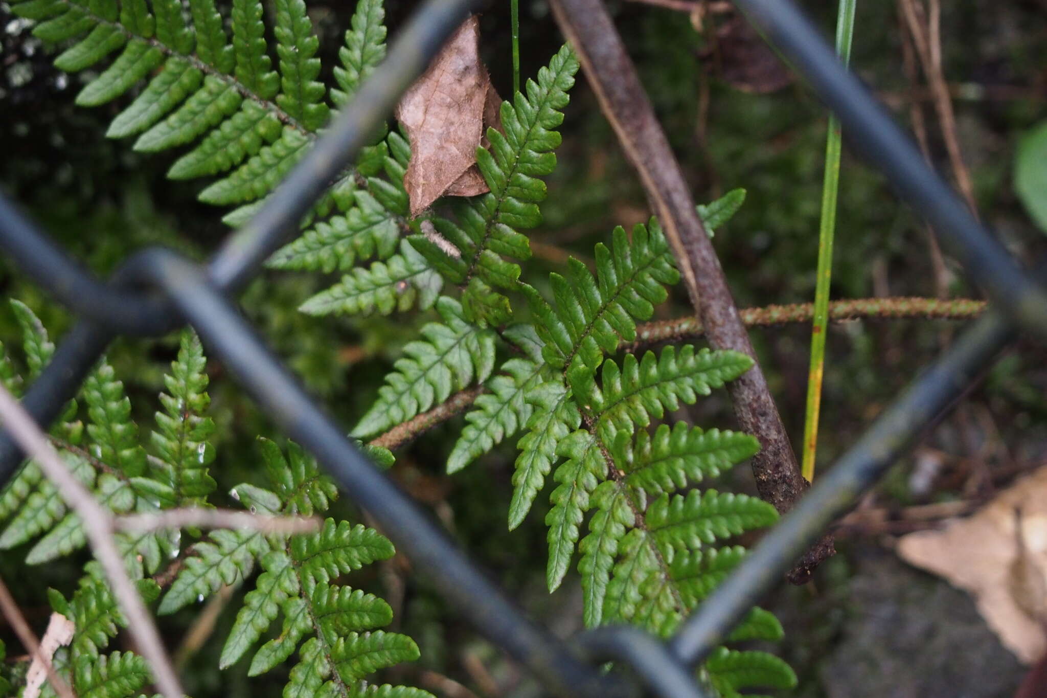 Image de Dryopteris setosa (Thunb. ex Murr.) Akasawa