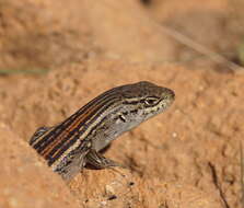 Image of White's Rock-skink