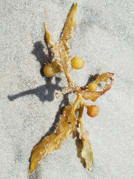 Image of Sargassum fluitans