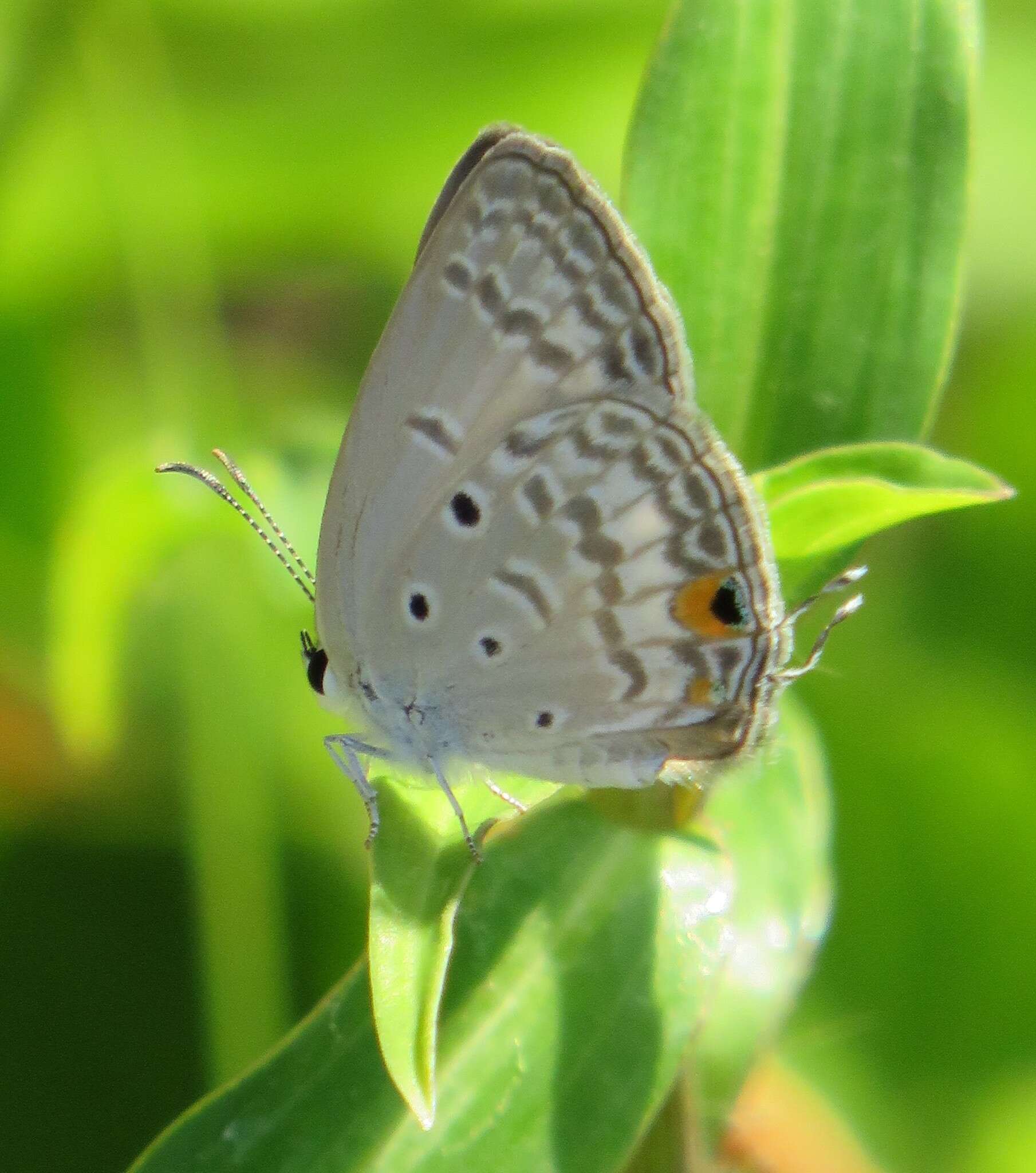 Слика од Euchrysops barkeri (Trimen 1893)