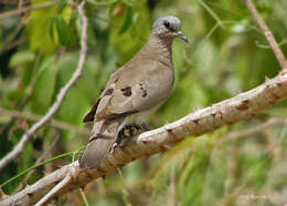 Image of Black-billed Dove