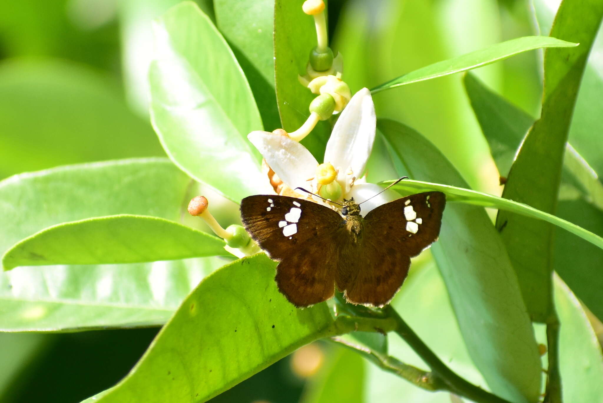 Image of <i>Pseudocoladenia dan fabia</i>