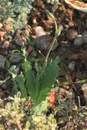 Image of Freesia viridis (Aiton) Goldblatt & J. C. Manning