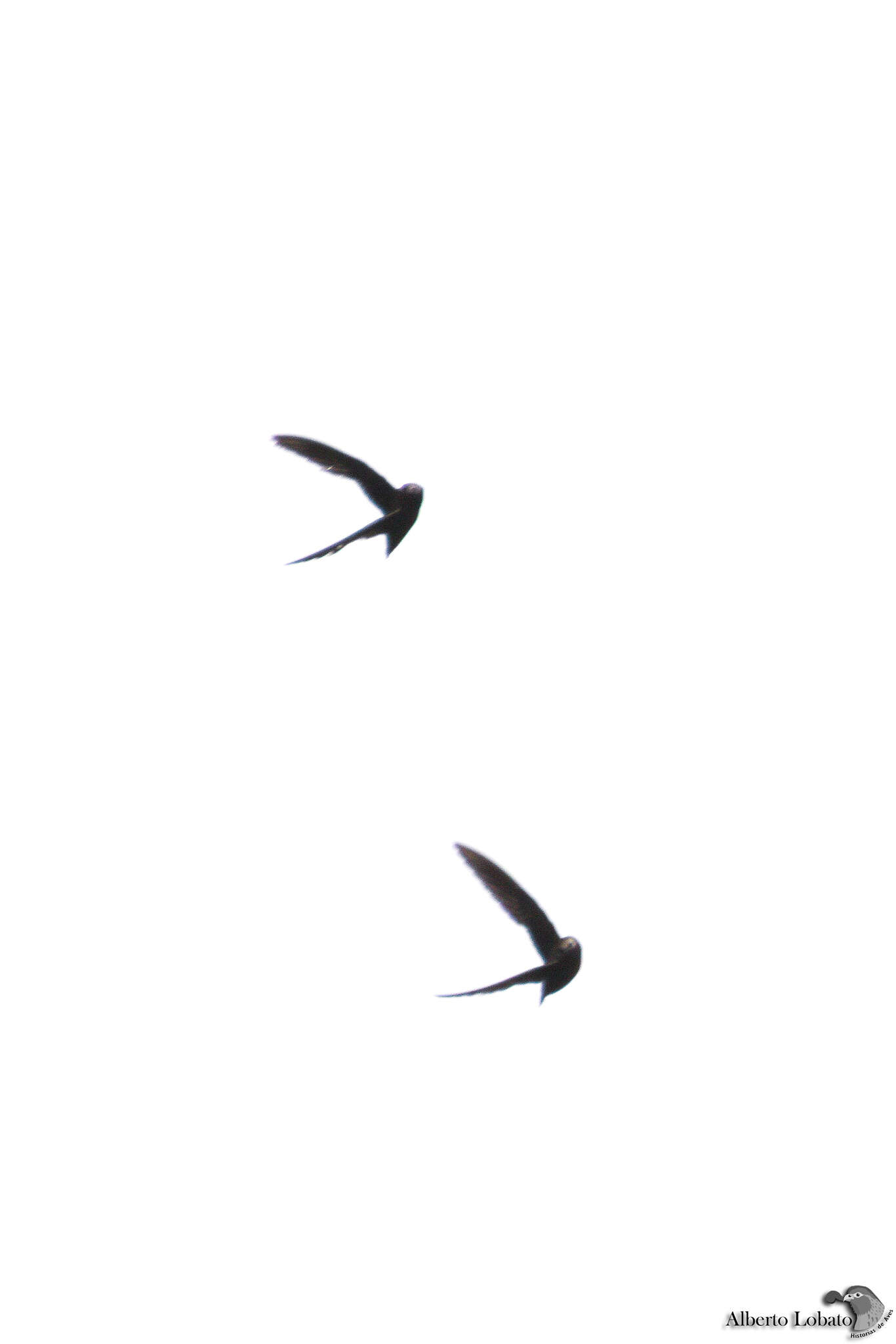 Image of White-fronted Swift