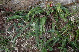 Image of Polystichum levingei C. Hope ex Christ