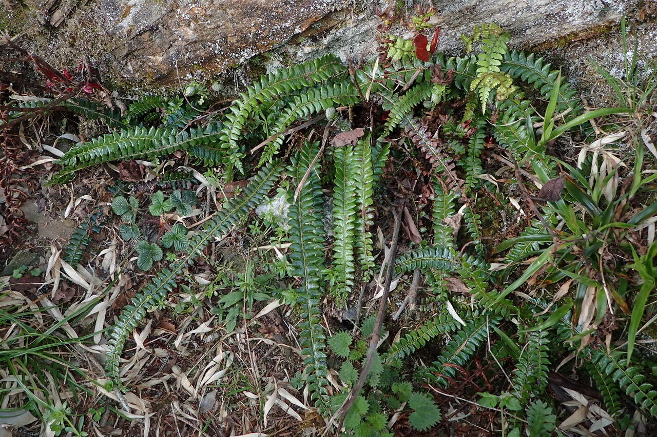 Image of Polystichum levingei C. Hope ex Christ