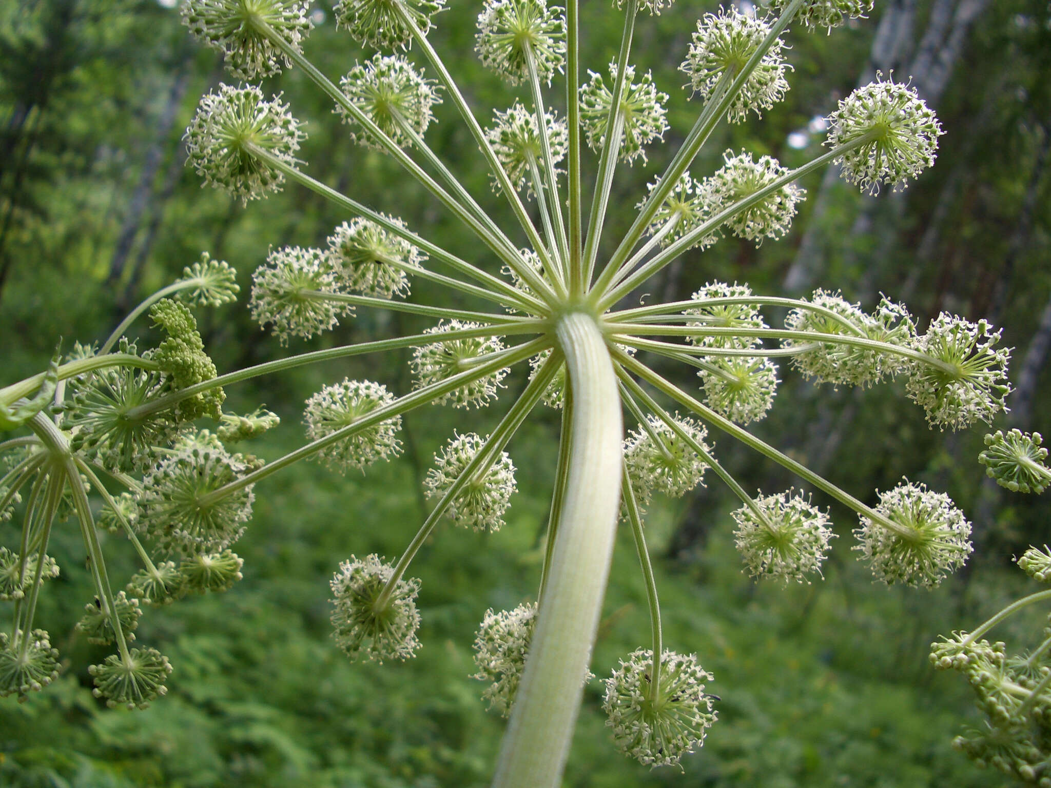 Angelica decurrens (Ledeb.) B. Fedtsch. resmi