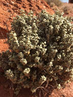 Image of roundleaf buffaloberry