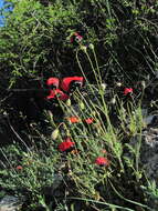 Слика од Papaver pavoninum subsp. ocellatum (Woron) J. W. Kadereit