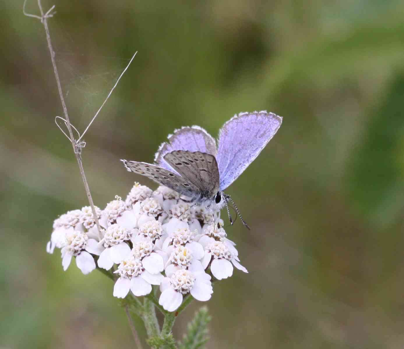 Image of <i>Plebejus idas empetri</i> T. Freeman 1938