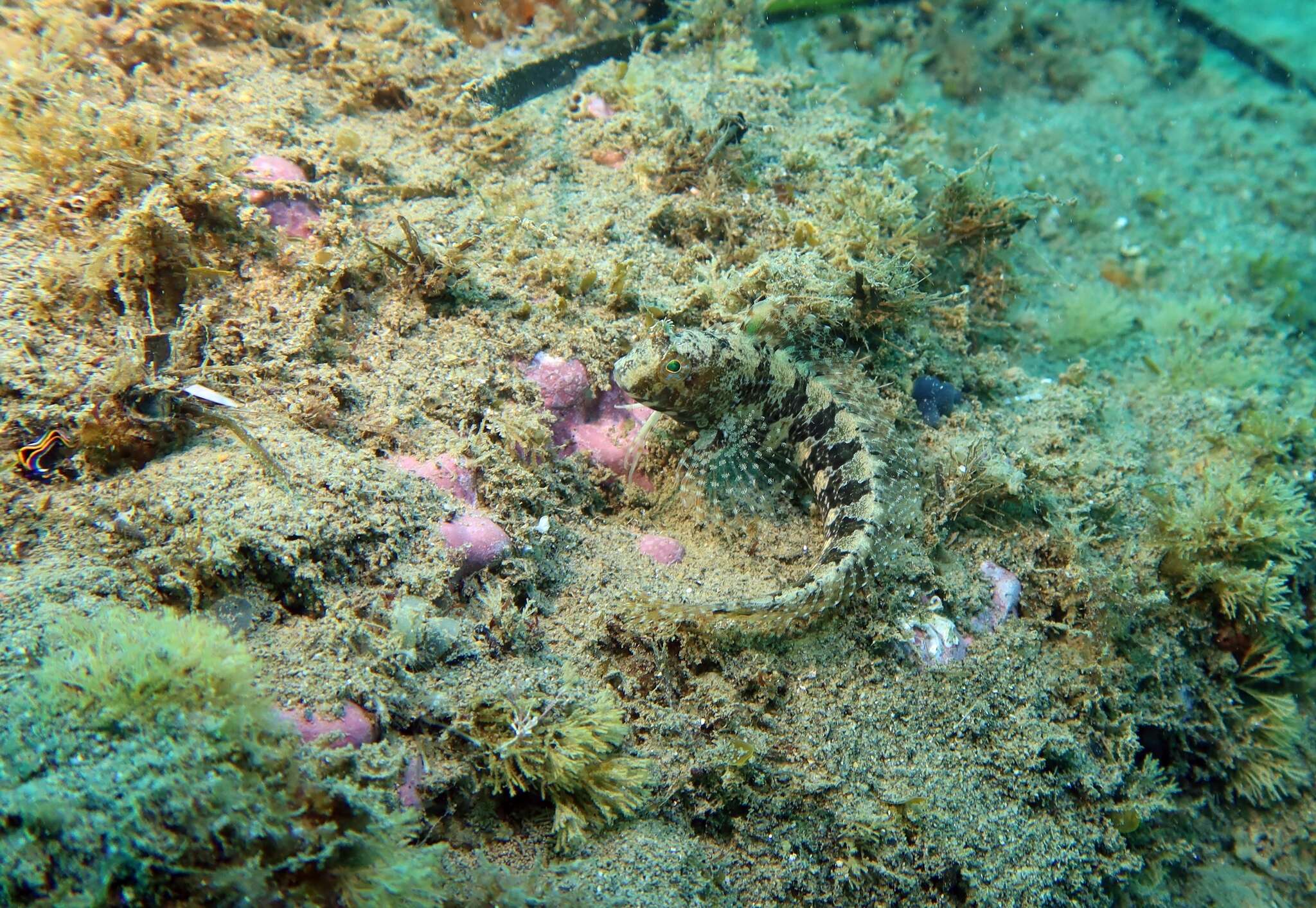 Image of Tentacled Blenny