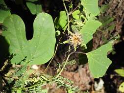 Image of Mexican passionflower