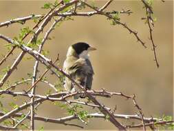 Image of Black-capped Social Weaver