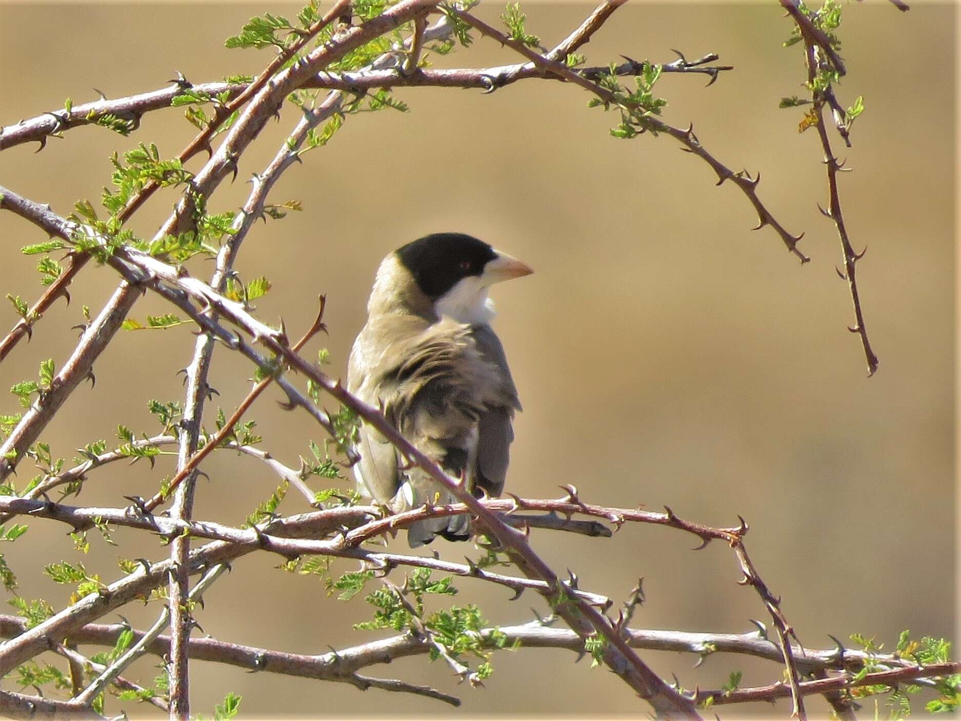 Image of Black-capped Social Weaver