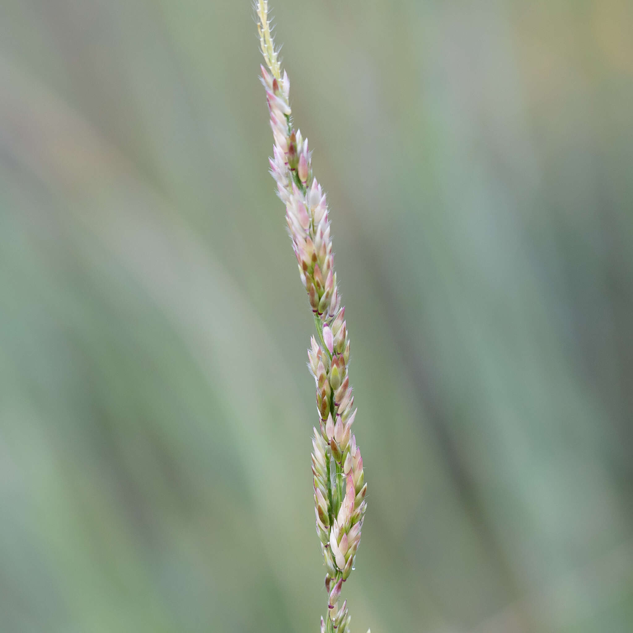 Sivun Eriochloa crebra S. T. Blake kuva