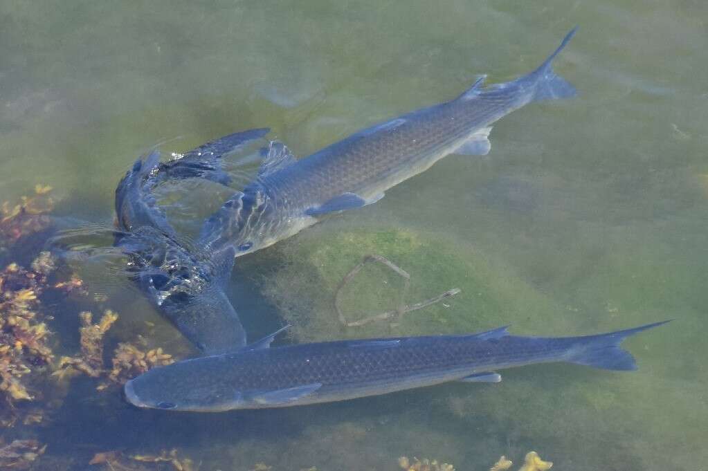 Image of Grey Mullet