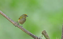 Image of Bronze-green Euphonia