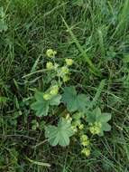 Image of hairy lady's mantle